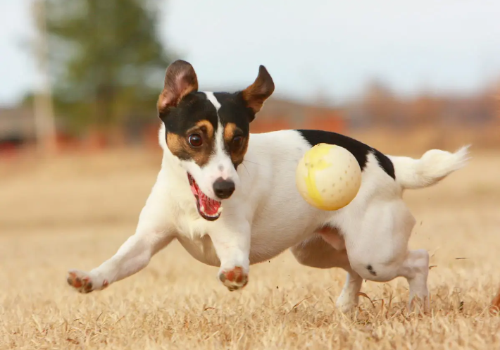 Both cats and dogs often enjoy playing fetch with their owners